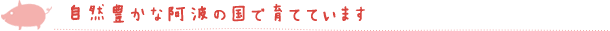 自然豊かな阿波の国で育てています