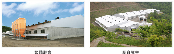 繁殖豚舎、肥育豚舎
